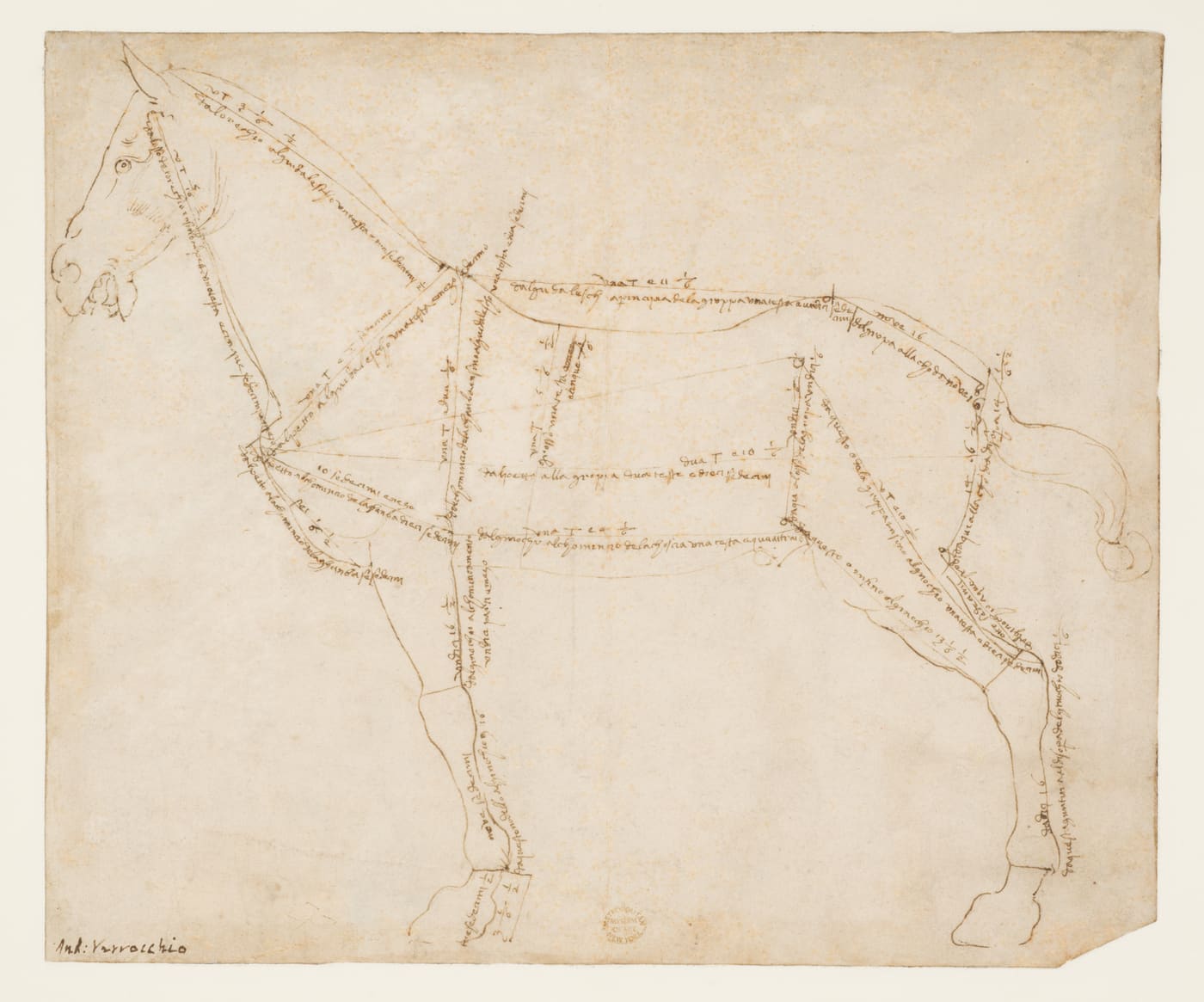 Verrocchio's pen drawing of a standing horse, its body divided by ruled lines annotated with handwritten measurements.